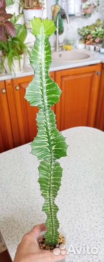 Редкие вариегатные эуфорбии