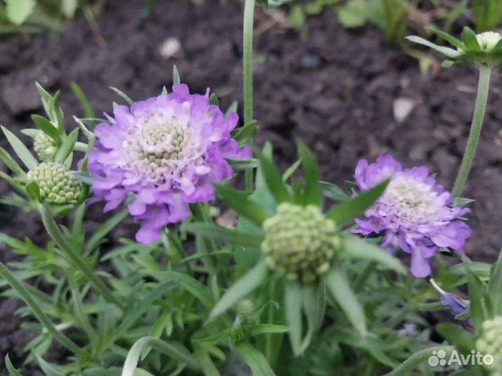 Многолетники (саженцы)