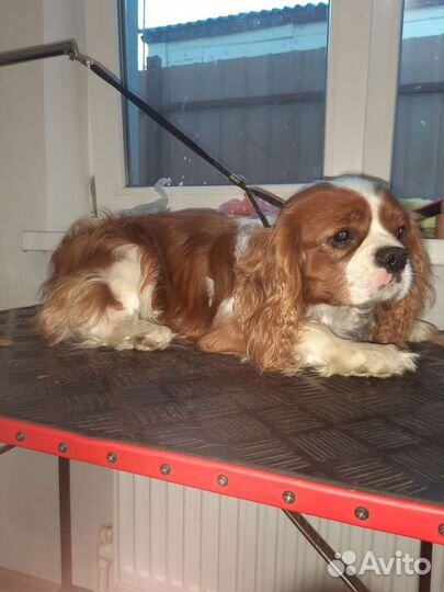 Стрижка собак груминг