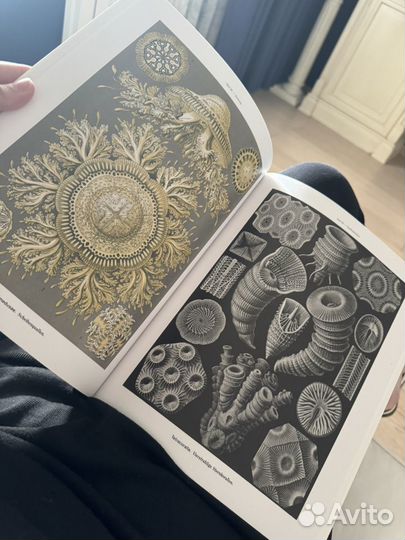 Ernst Haeckel - Art Forms in Nature