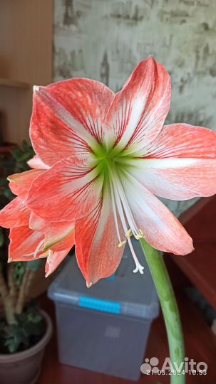 Гиппеаструм