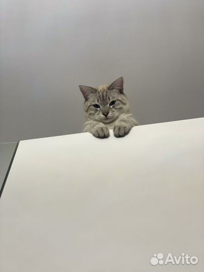 Котенка в добрые руки