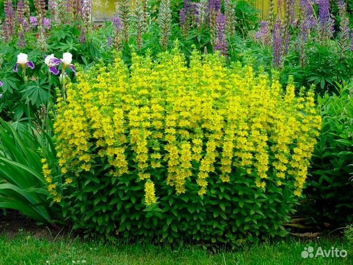 Многолетние садовые цветы