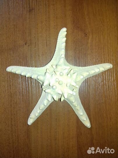 Большая морская раковина