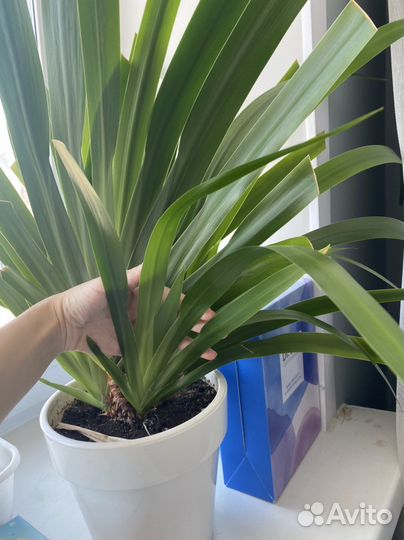 Неомарика, отводки неомарики