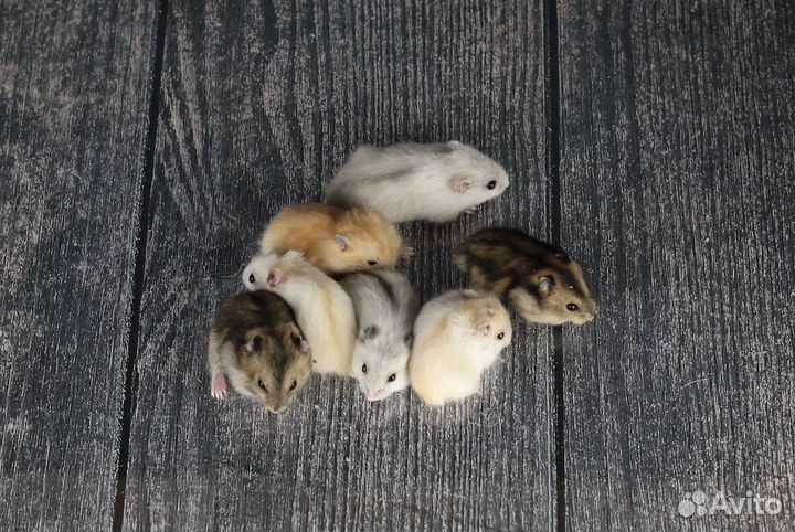 Джунгарские хомяки с новой клеткой от заводчика