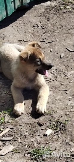 Щенки Лайки в добрые руки