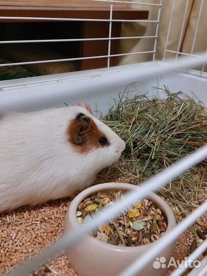 Передержка грызунов