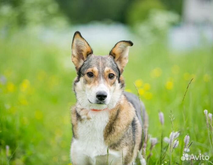 Собака/девочка. Джуля