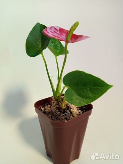 Комнатные цветы Антуриум