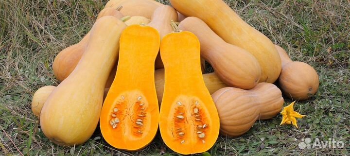 Тыква медовая гитара семена