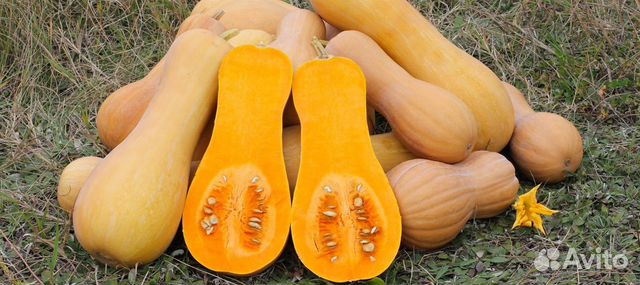 Тыква медовая гитара семена