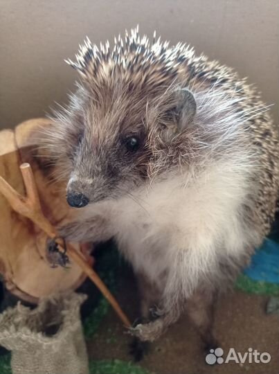 Чучело ёжика