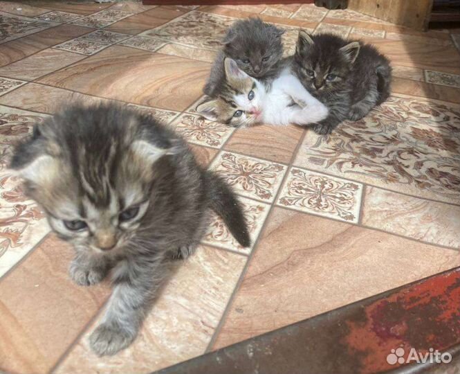 Котята в добрые руки бесплатно