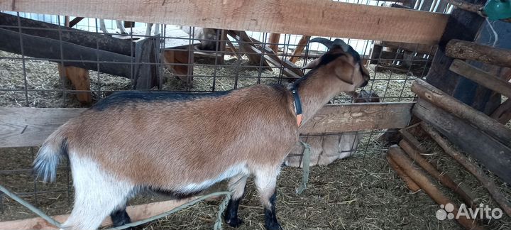 Козочки,козлята