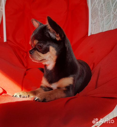 Чихуахуа девочка