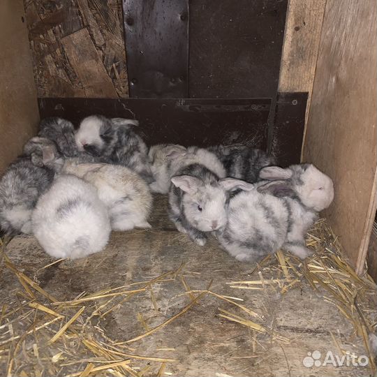 Кролик французский баран