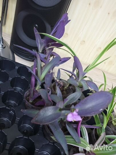 Сеткреазия пурпурная