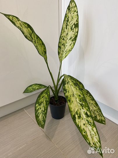 Диффенбахии, Пальмы, Драцена