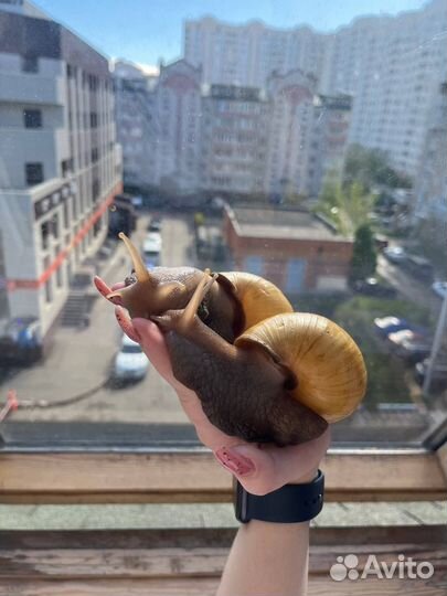 Улитки ахатины