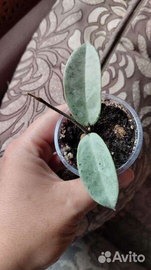 Hoya/Хойя