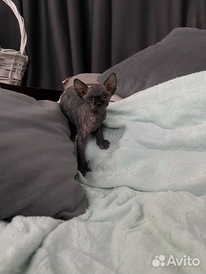 Котята сфинкс