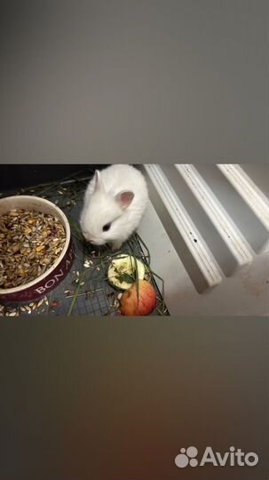 Декоративные кролики