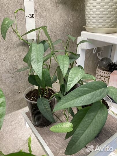 Эпипремнумы, Сциндапсусы