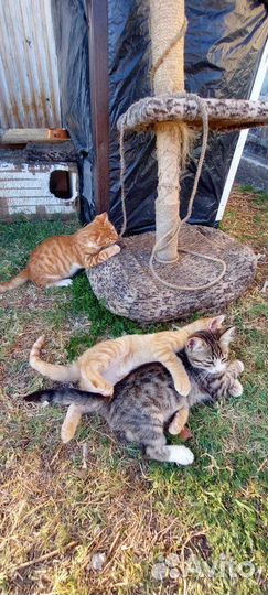 Котята в дар