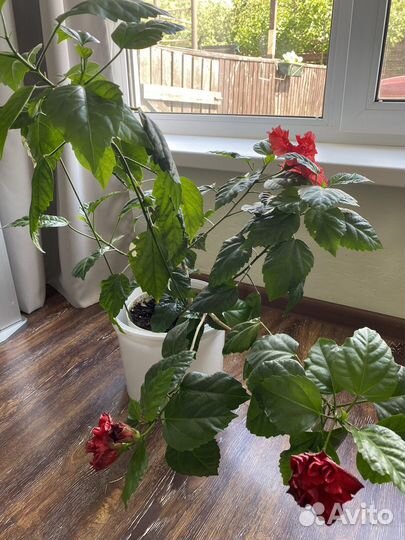 Гибискус китайская роза