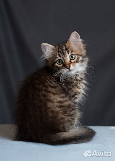 Сибирская кошка