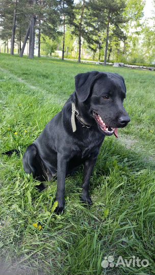 Вязка лабрадор девочка