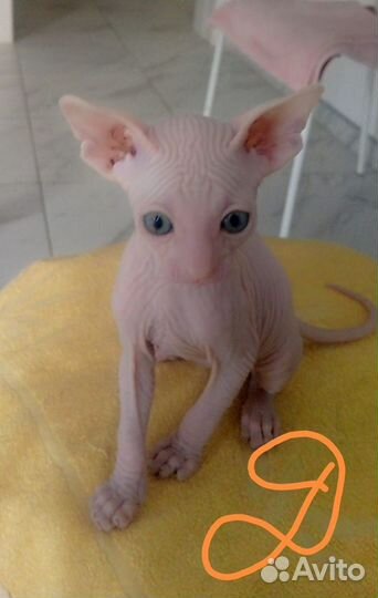 Донской сфинкс котята