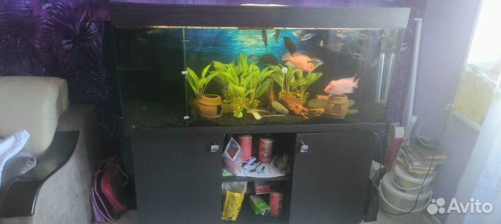 Аквариум с тумбой 400 л с рыбками