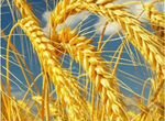 Зерно, ячмень, пшеница