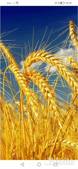 Зерно, ячмень, пшеница