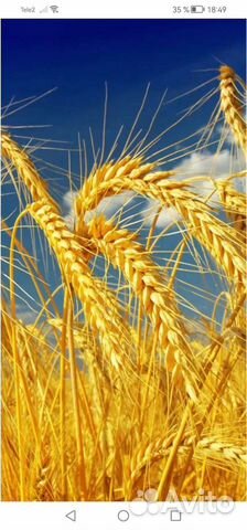 Зерно, ячмень, пшеница объявление продам