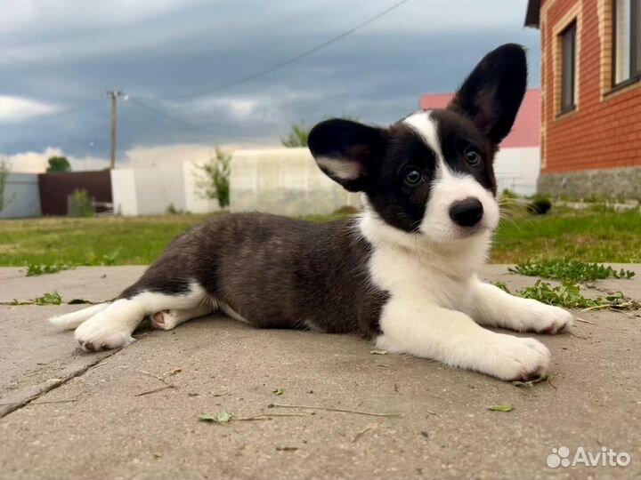 Щеночки вельш корги кардигана