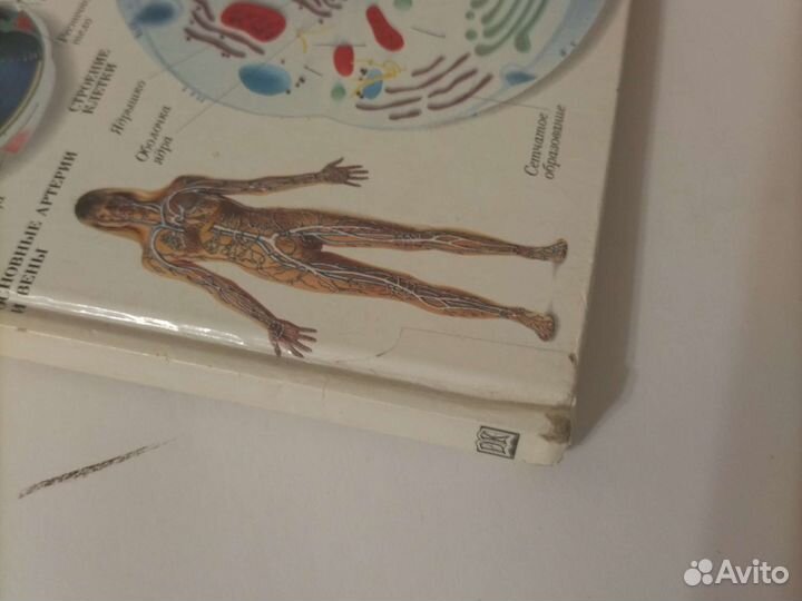 Словарь наглядный Человек Дорлинг Киндерсли