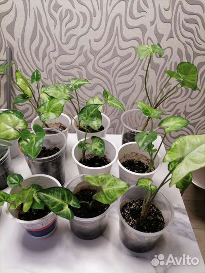 Сингониум ампельный