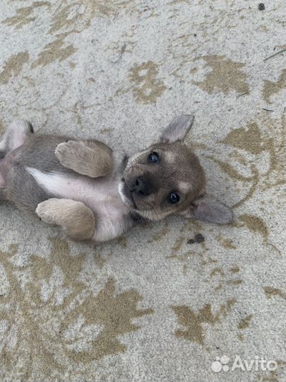 Щеночки в добрые руки