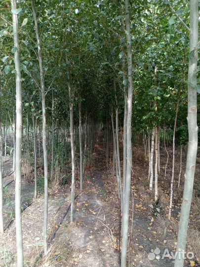 Тополь китайский тополь берлинский пирамидальный