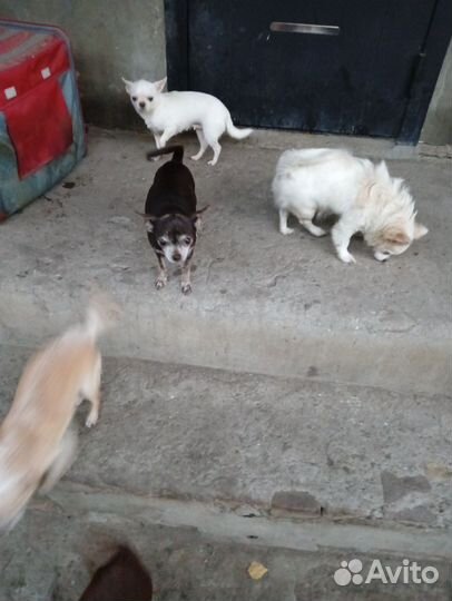 Чихи и тойчики