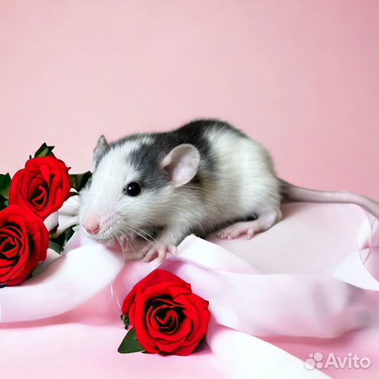 Крысята Дамбо. Крыса с клеткой, крысята. Питомник