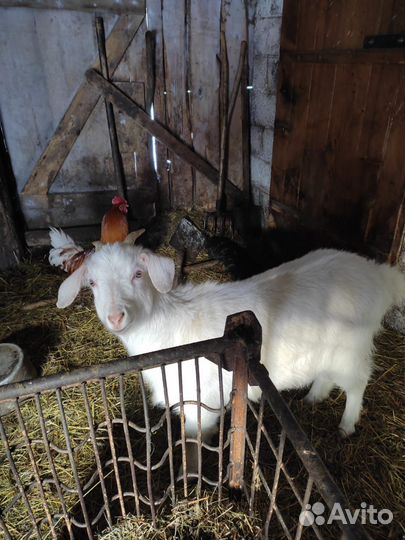 Зааненская коза