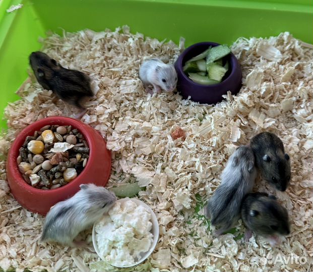 Джунгарский хомяк