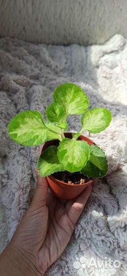 Плектантус