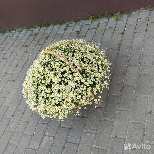 Ромашки Ромашка