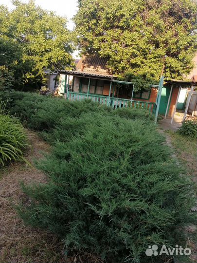 Можжевельник казацкий