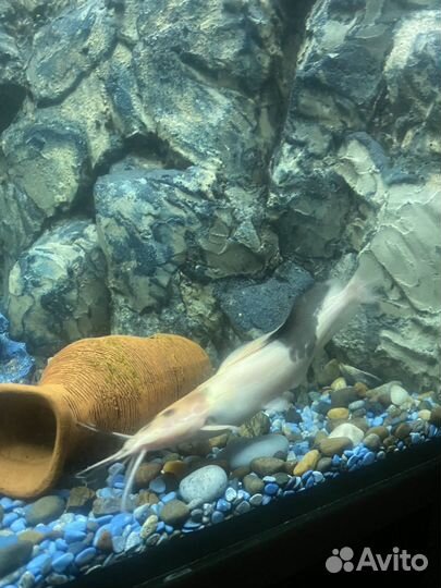 Сомики клариус